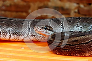 Python ball python with abstract patterned skin