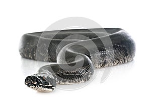 Python black curtus