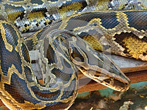 Python Boa Constrictor