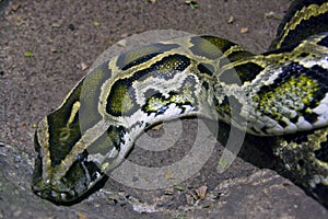 Python boa reticulated scaly reptile terrarium