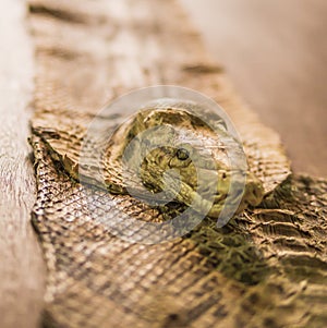 Python (Boa, Snake) head and slough decorated on wooden table