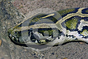 Python boa snake scaly reptiles terrarium