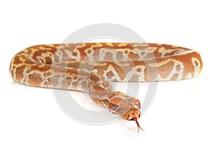 Python brongersmai in studio