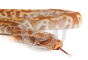 Python brongersmai in studio