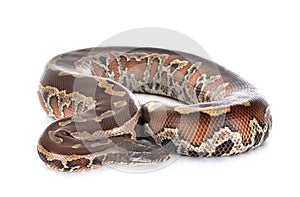 Python brongersmai in studio