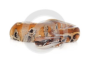 Python brongersmai in studio