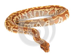 Python brongersmai in studio