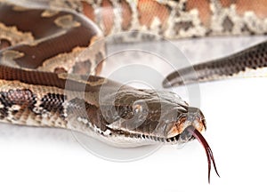 Python brongersmai in studio