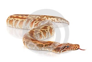 Python brongersmai in studio