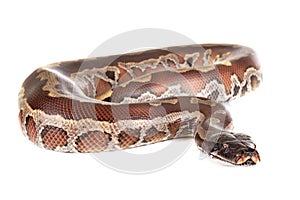 Python brongersmai in studio