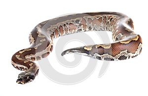 Python brongersmai in studio