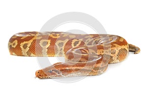 Python brongersmai in studio