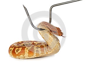 Python brongersmai in studio