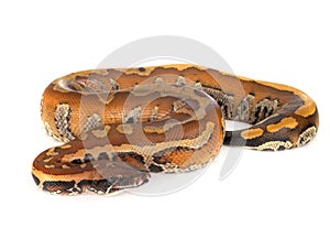 Python brongersmai in studio