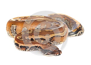 Python brongersmai in studio