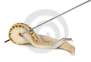 Python brongersmai in studio