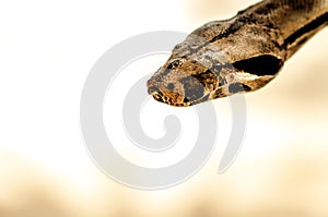 Python - Brown Snake head