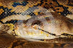 Python photo