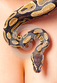 Python crawling over woman's cleavage