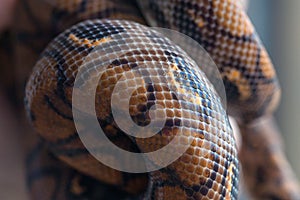 Python curled up on blurred background. Snake texture, background, macro.