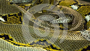 Python snake background photo