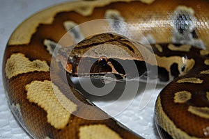 blood curtus sumatran short tailed python snake