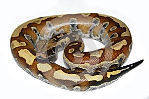 blood curtus sumatran short tailed python snake