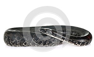 Python curtus in studio