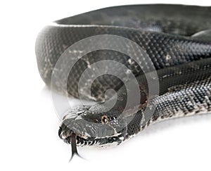 Python curtus in studio