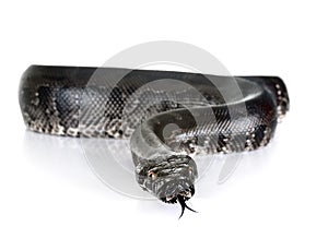 Python curtus in studio