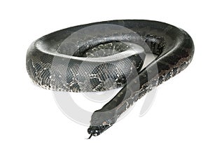 Python curtus in studio