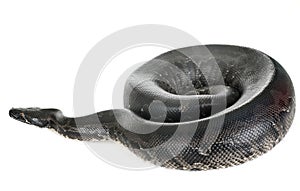 Python curtus in studio