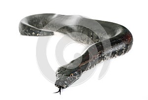 Python curtus in studio