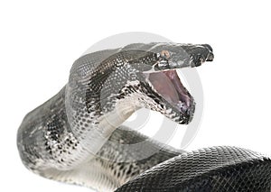 Python curtus in studio