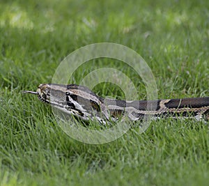 Python In The Grass
