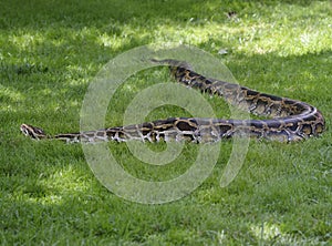 Python In The Grass