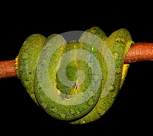 Python Green tree snake