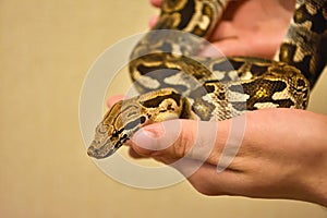 python on hand, snake on hand, man holds python