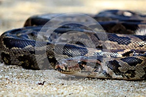 Closeup portrait of indian rock python snake