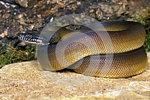 White Lipped Python, liasis albertisi