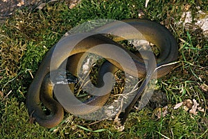 PYTHON A LEVRES BLANCHES liasis albertisi