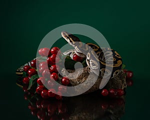 Python lies on stone surrounded by red berries on green background. Beautiful snake in studio. Exotic pet portrait