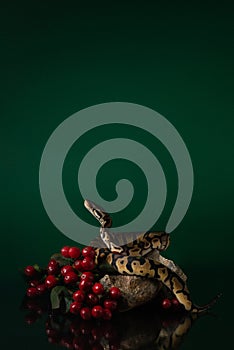 Python lies on stone surrounded by red berries on green background. Snake lifted its head in studio. Exotic pet portrait