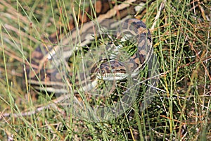 Python in long grass