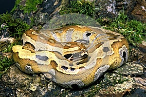 Blood Python, python curtus snake