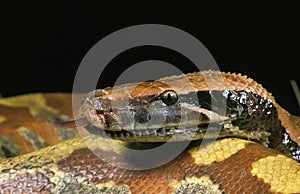 Blood Python, python curtus snake