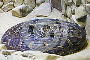 Python after meal