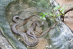 Python molurus bivittatus