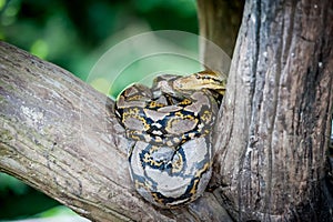 Python molurus bivittatus