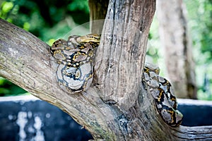 Python molurus bivittatus